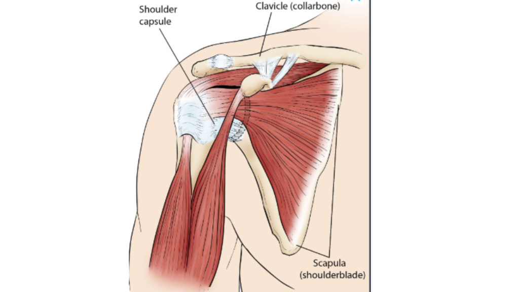 Anatomy of Shoulder Joint