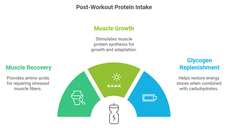 Post workout protein intake